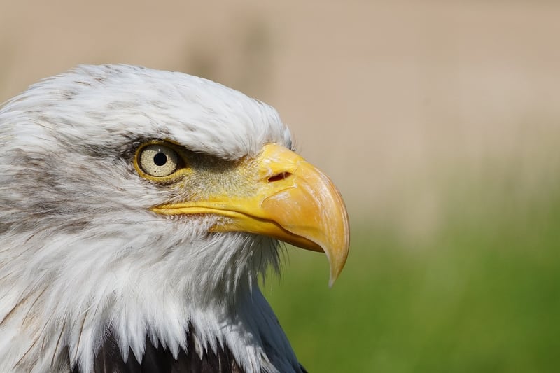 Gryphons