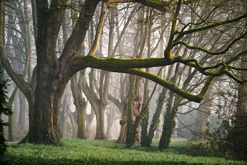 Realm of the Fae Folk